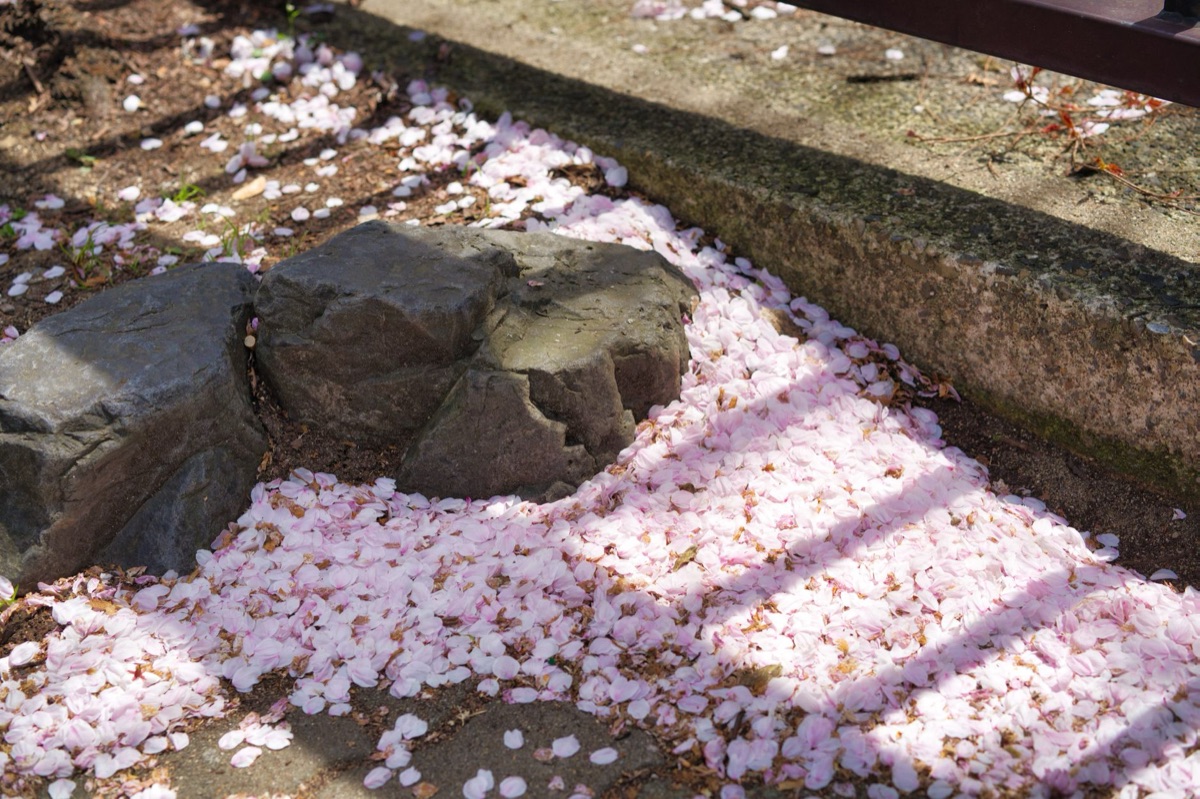 chemin de pierre dans un jardin japonais