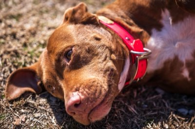 15 Minuten Besuch: Die Seele Tokios an der Hachiko-Statue