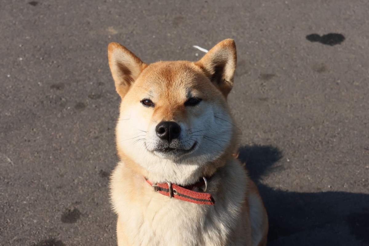 estatua de um cão com colar em Shibuya, Tokyo