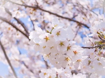 Sakura-Magie Tokios: Die Kunst der Vergänglichkeit erleben