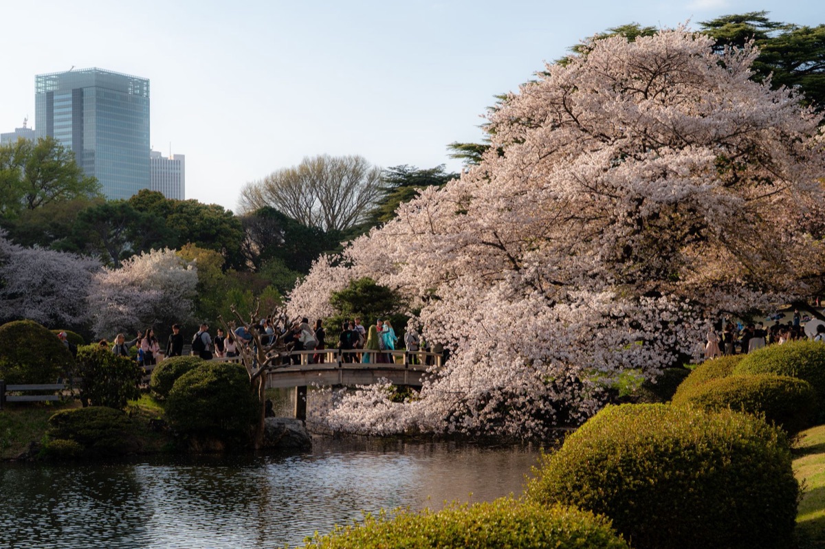 Cherry blossom tree in Tokyo garden
