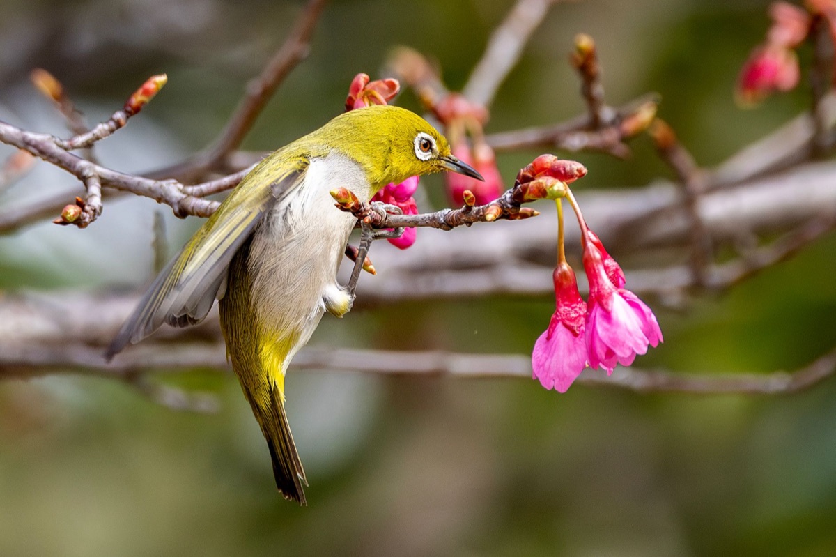 Local resident holding cherry blossom branch