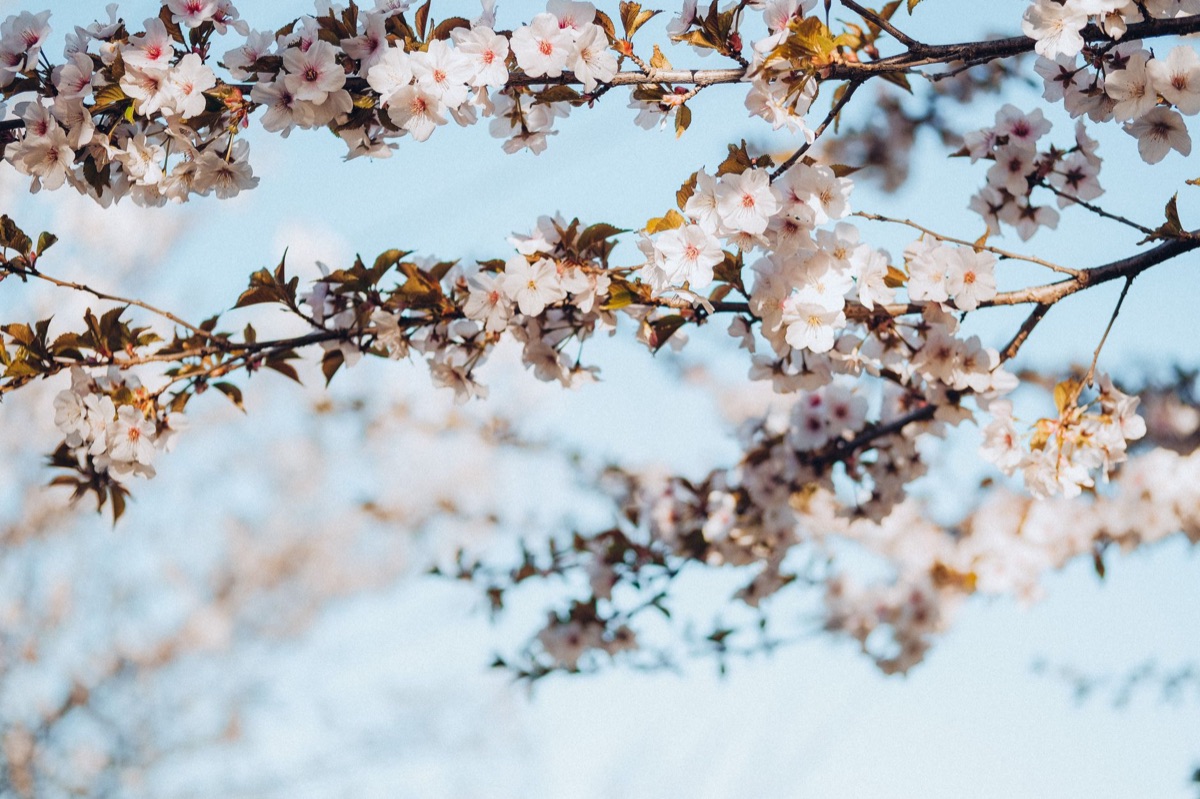 Cherry blossom branch with petals falling in Tokyo park