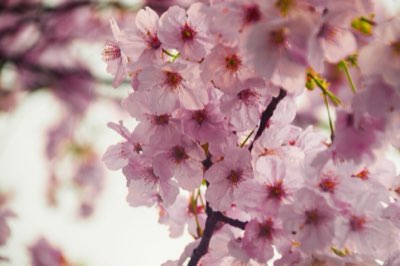 Sakura Tokio: Guía esencial para vivir el Hanami como un local