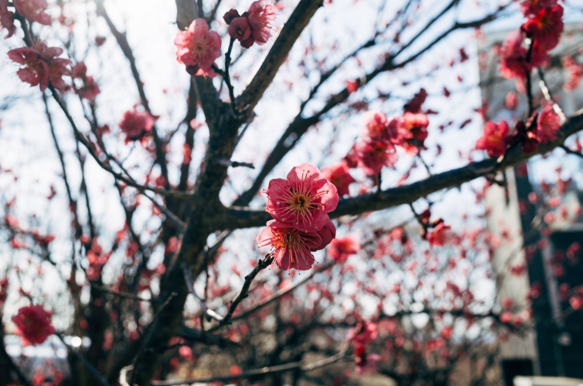 Árbol de cerezo en jardín de Tokio