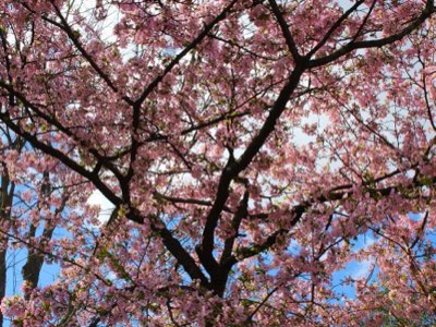 Sakura Tokyo : Vivez l'expérience authentique du Hanami au cœur