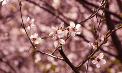 移ろう季節を愛でる東京の桜 現地住民視点の楽しみ方ガイド