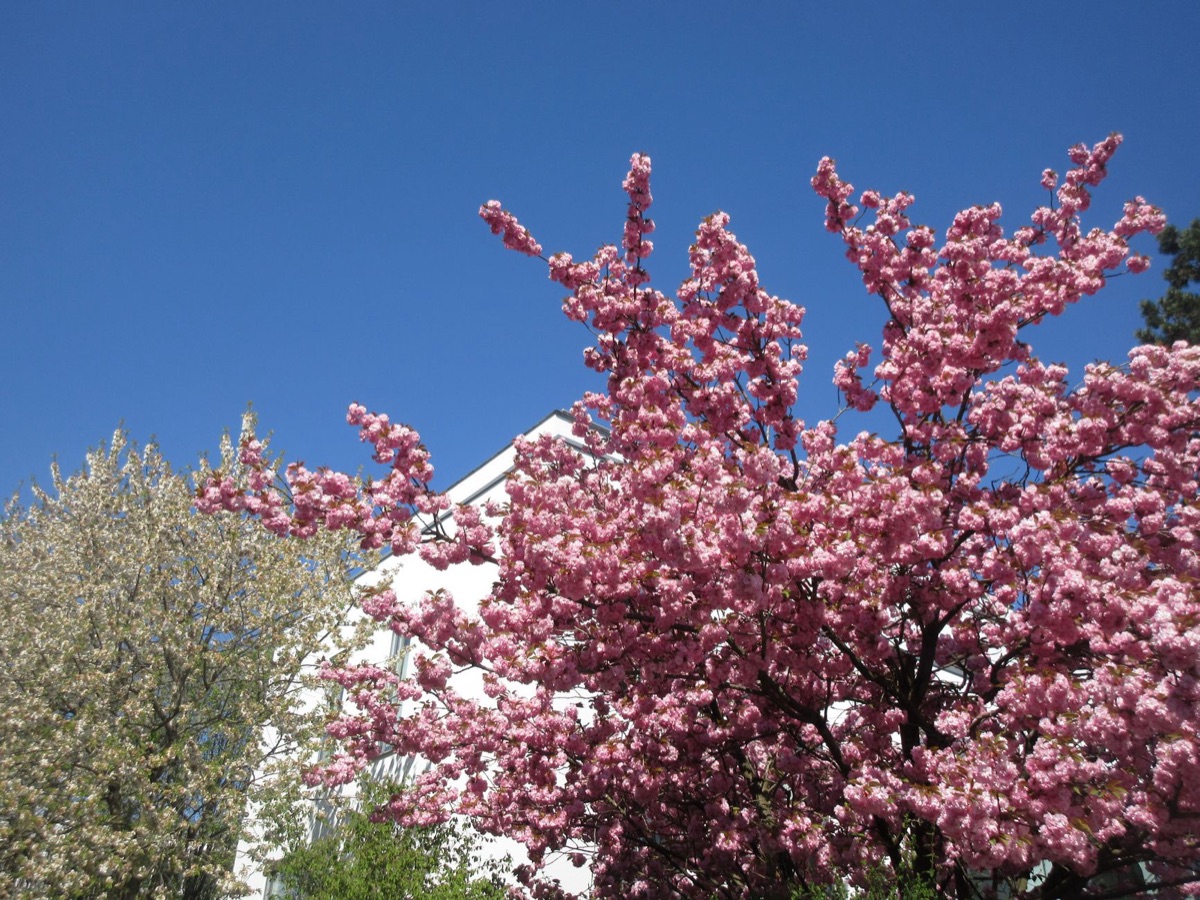 東京の桜の木