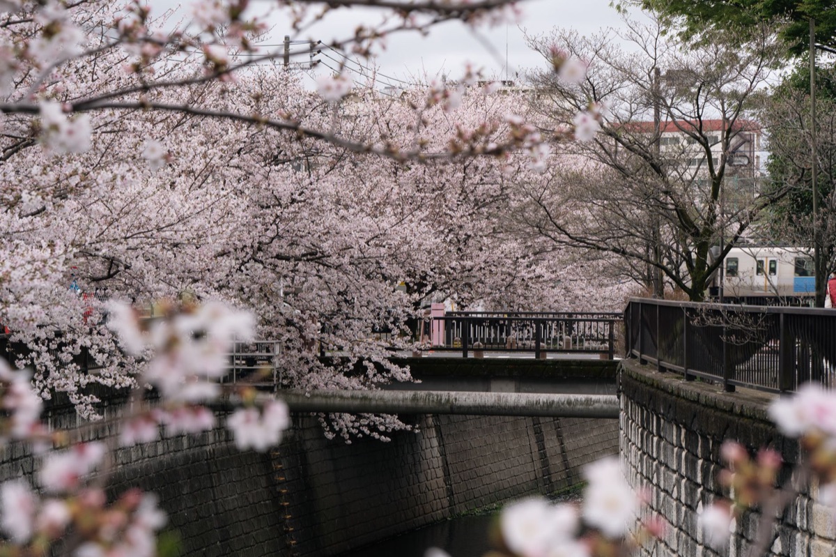 東京の桜祭り
