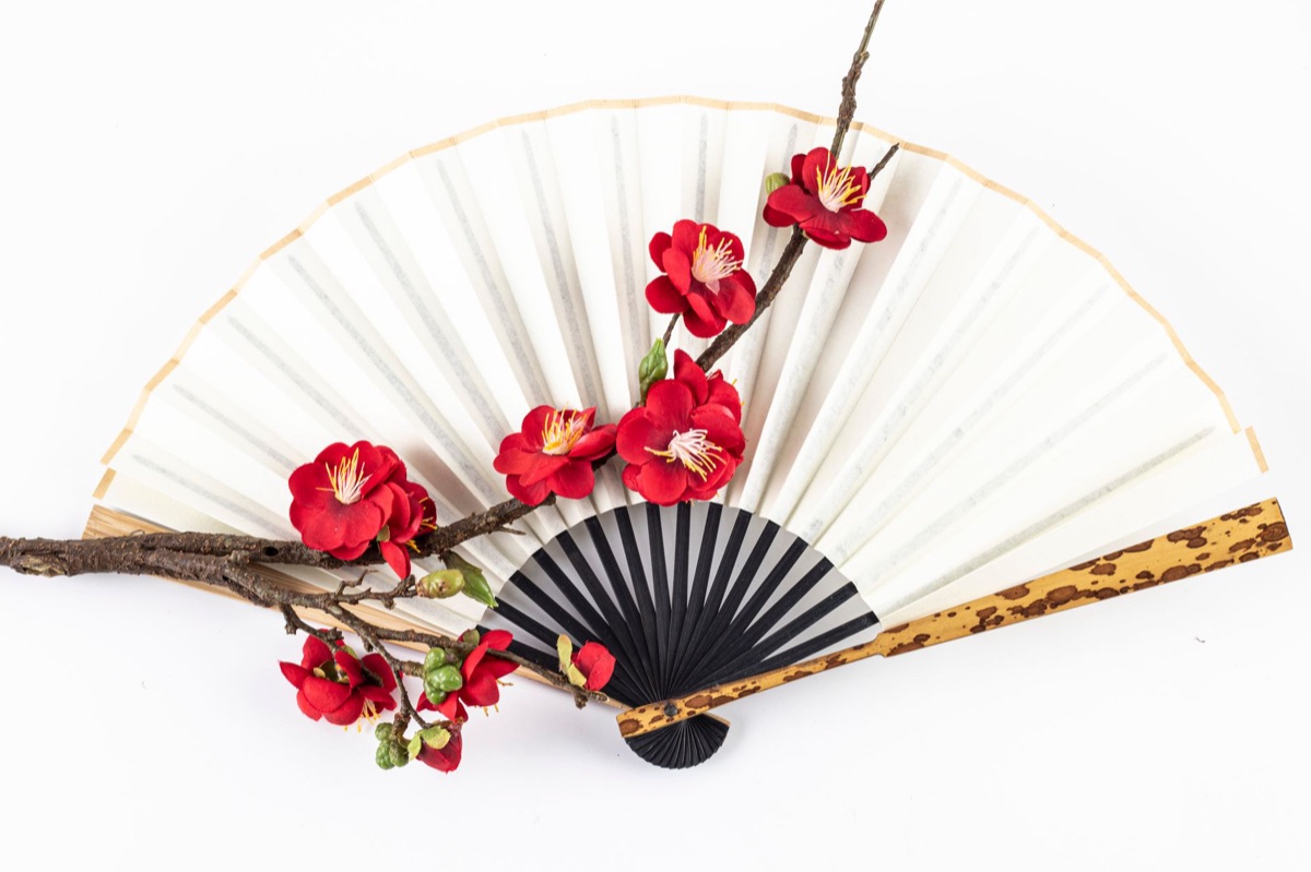 Cherry blossom branch with traditional Japanese fans