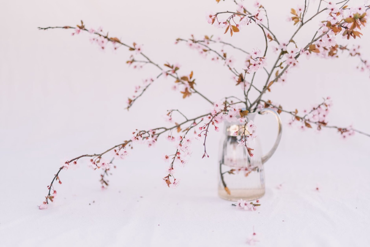 Cherry blossom flower in a traditional Japanese vase