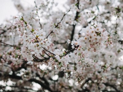 Sakura em Tóquio: Guia Essencial para Vivenciar a Beleza Local