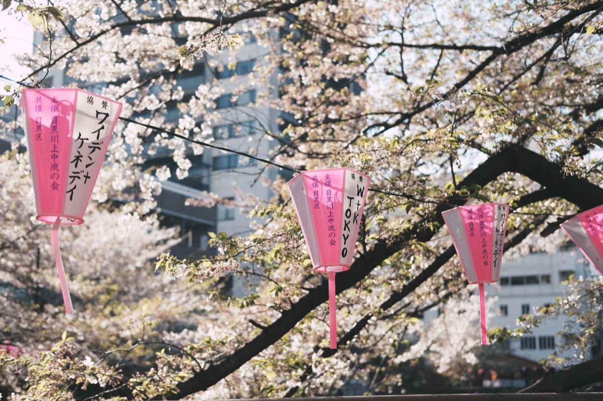 東京櫻花祭攤位