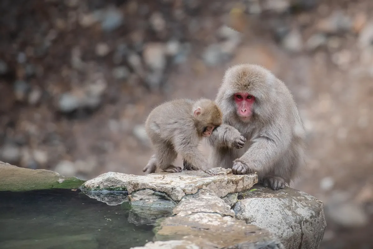 snow monkey, wild, animal, wildlife, onsen, nature, japan, cute, tourism, nagano, primate, mother, baby, love, care, caring, japanese macaque, jigokudani, conne