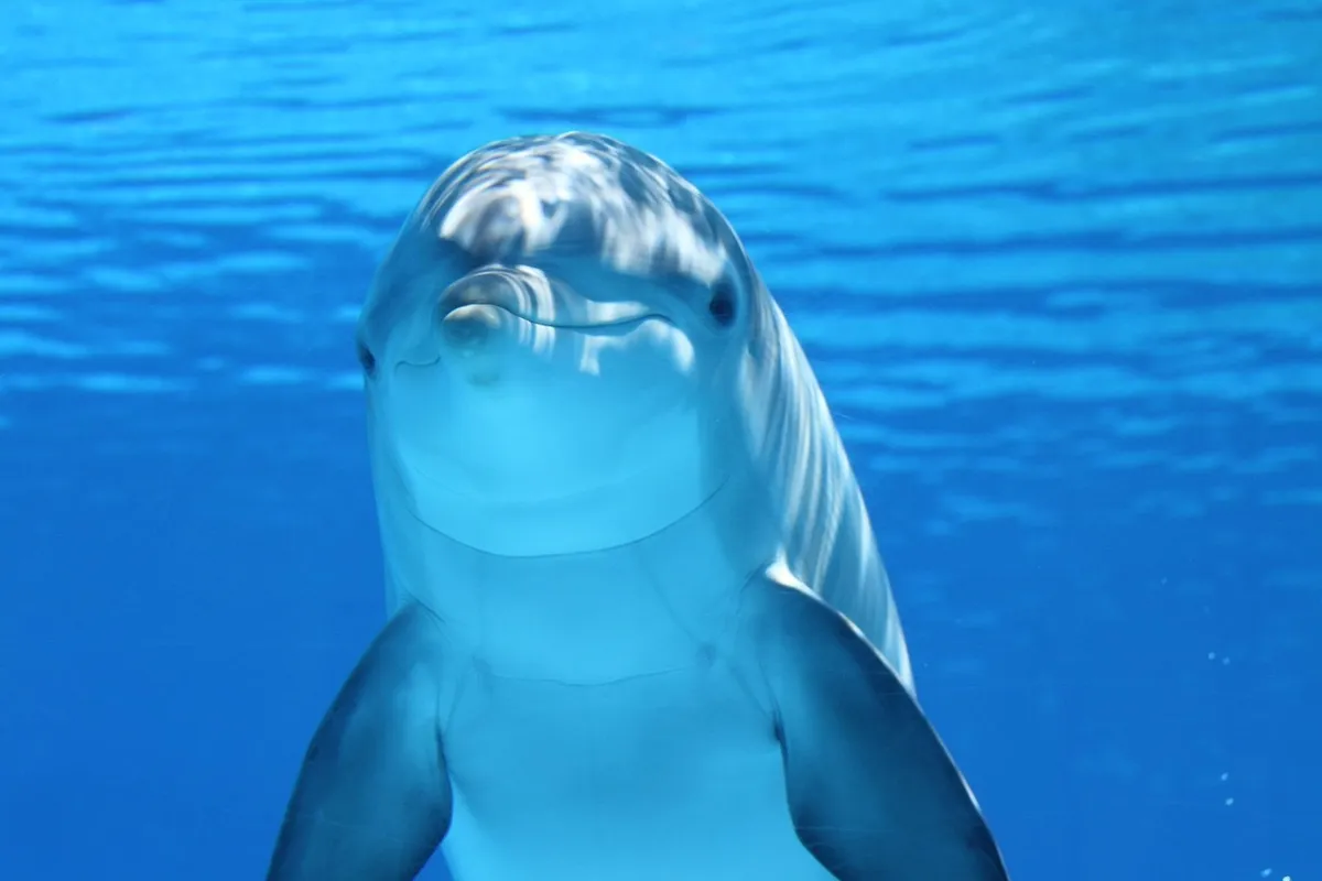 dolphin, nature, animal, sea, ocean, underwater, mammal, marine mammal, marine animal, marine life, sea life, ocean life, wildlife