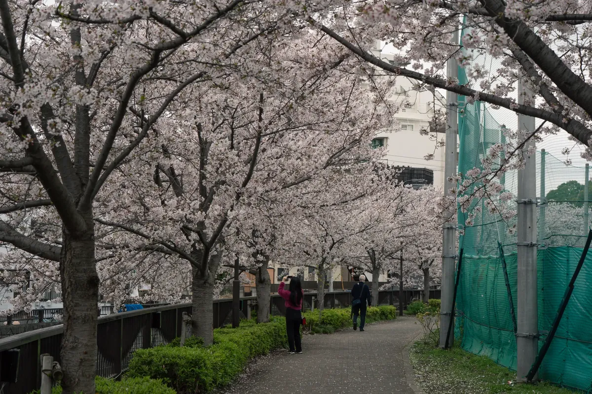 東京の日本で静かな道を沿って満開の桜が並ぶ。