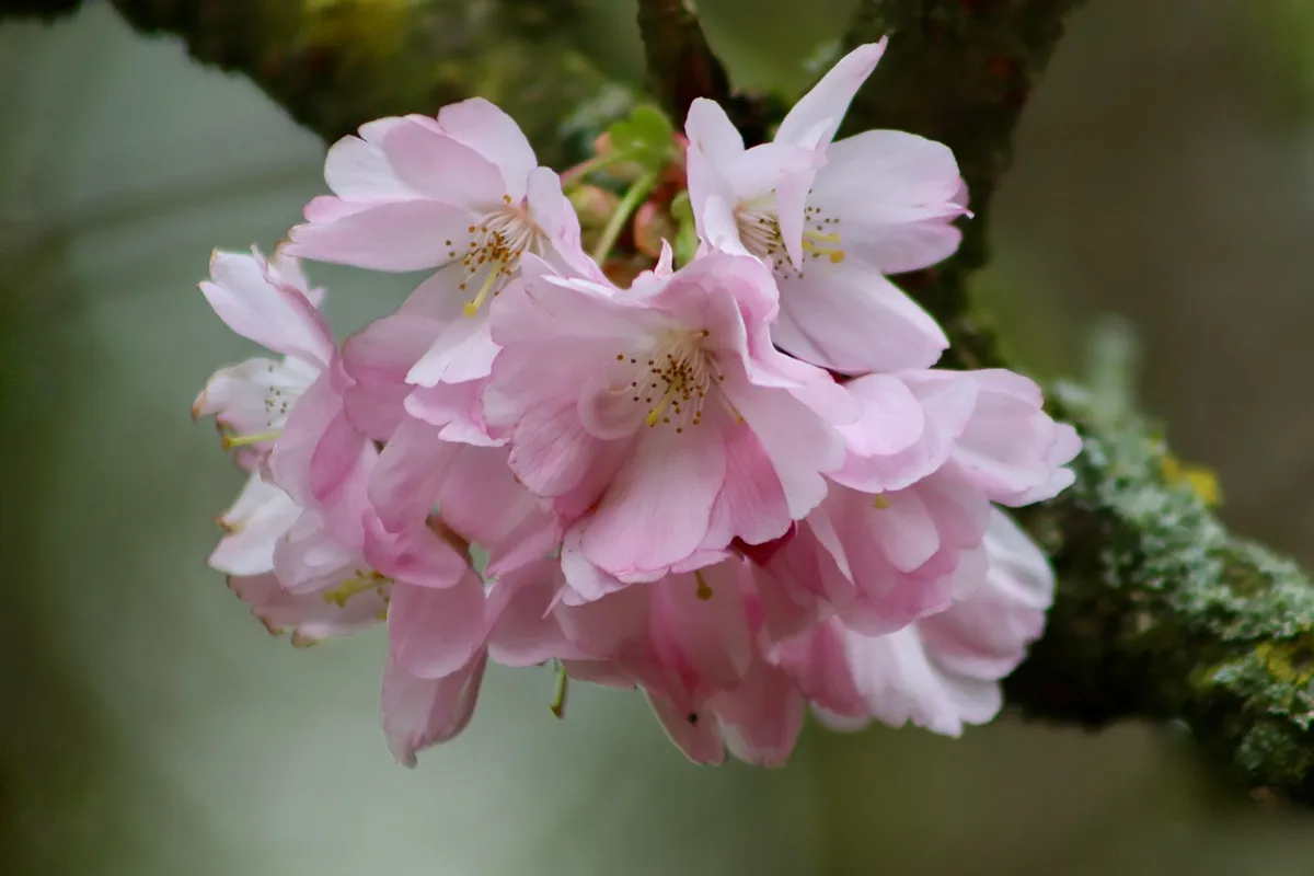 桜、ヒガン桜、春桜、花の枝、_prunus subhirtella_、花びら、雪桜、観光用桜、花、花、花開く枝